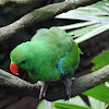 Eclectus parrot