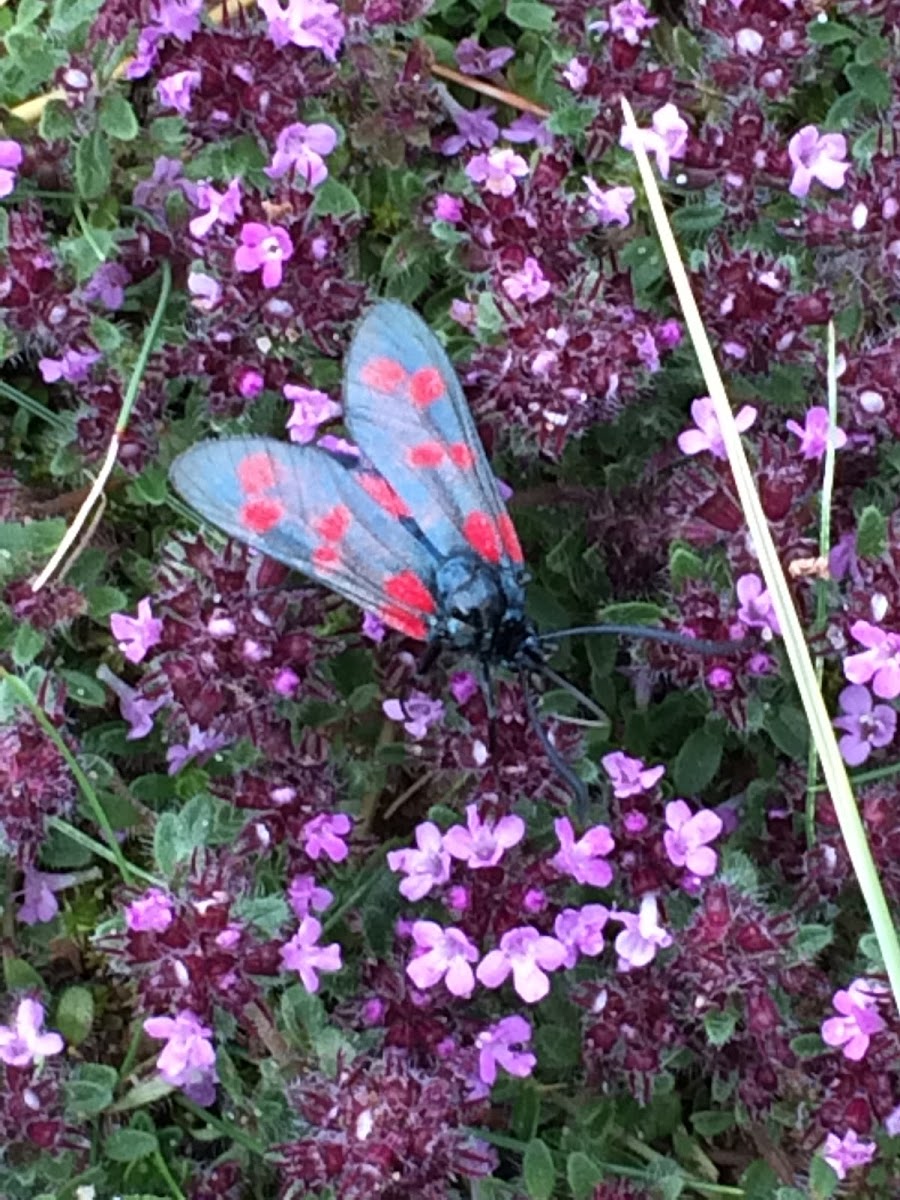 Six-spot burnet