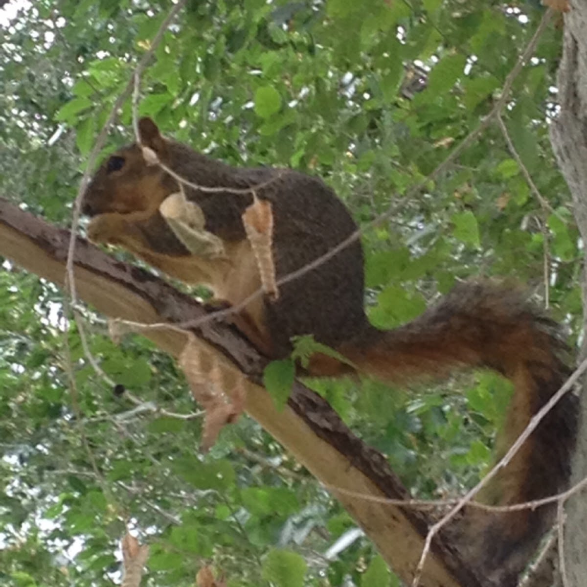 Fox squirrel