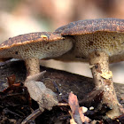 Winter polypore