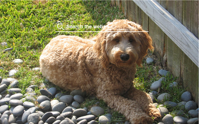 Golden Doodle HD Wallpapers Dog Theme