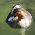 Pacific Black Duck