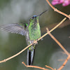 Violet-capped woodnymph