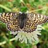 Glanville Fritillary