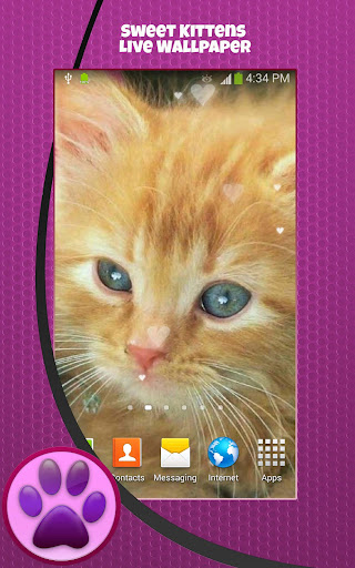 免費下載個人化APP|Sweet Kittens Live Wallpaper app開箱文|APP開箱王