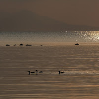 ... a pesca ....  nel mare piatto di 