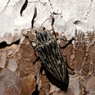 Large Pine Jewel Beetle