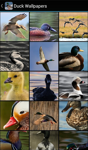 Screenshot Duck Wallpapers