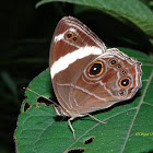 Banded Treebrown