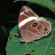 Banded Treebrown