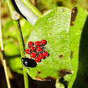 Bordered plant bug