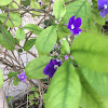 Tiny Purple Forest Flower Macro