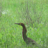 Rufescent tiger heron