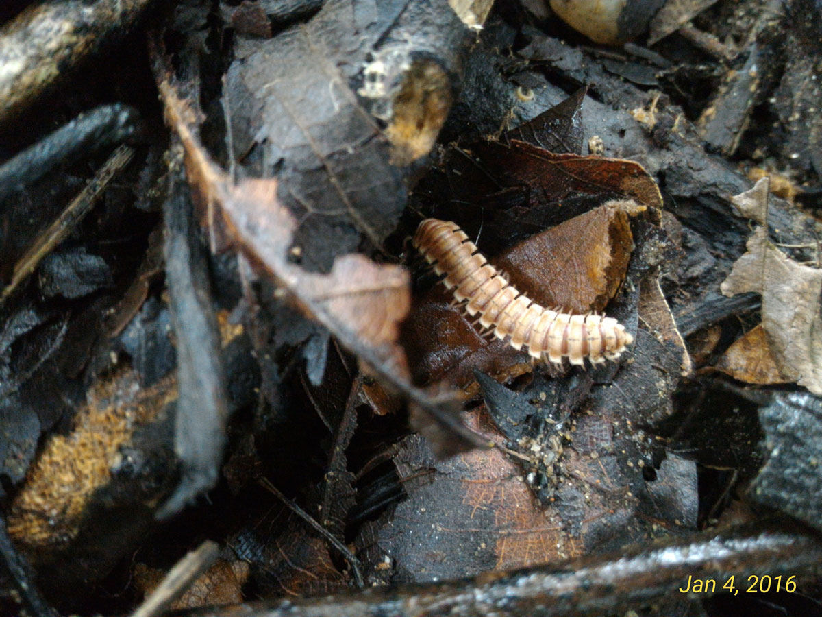 Flat-backed Millipede