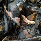 Flat-backed Millipede