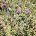 Bull Thistle