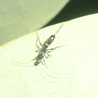 Braconid Wasp