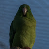 Spectacled Parrotlet