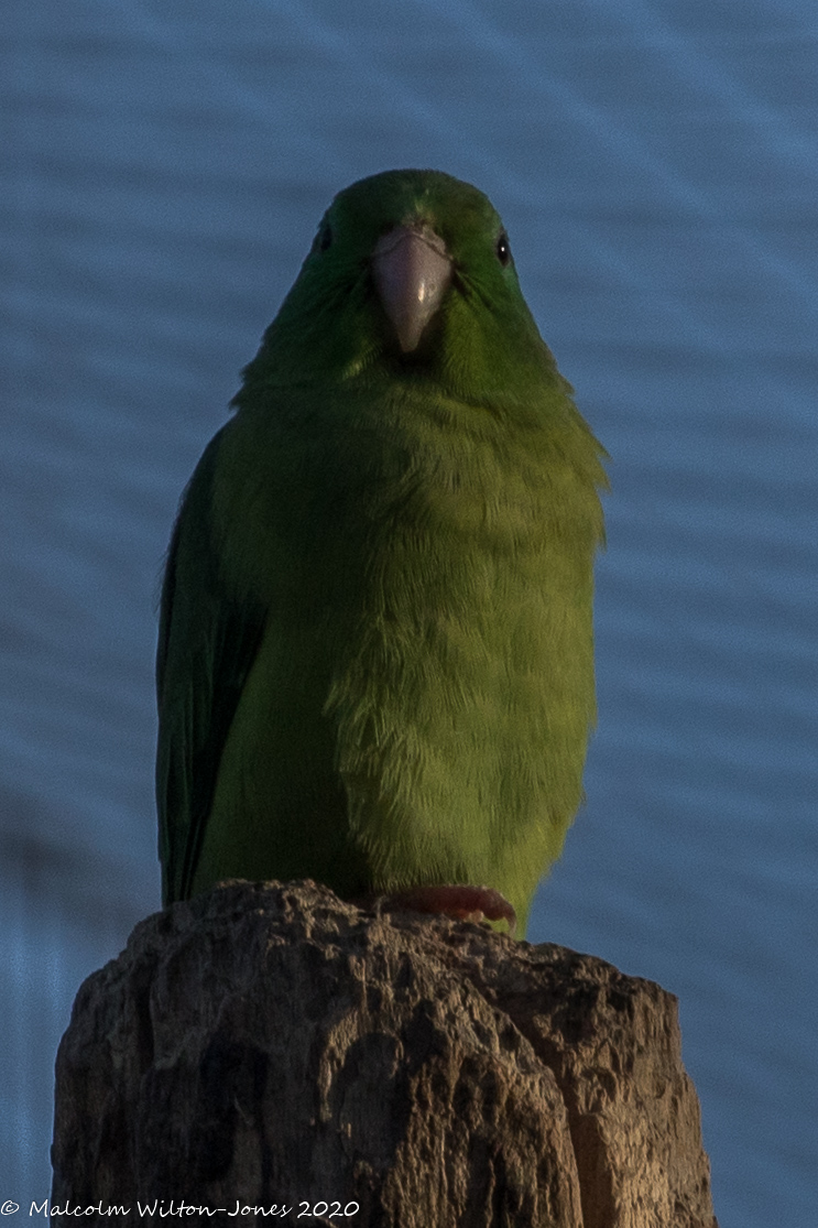 Spectacled Parrotlet