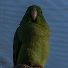 Spectacled Parrotlet