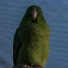 Spectacled Parrotlet