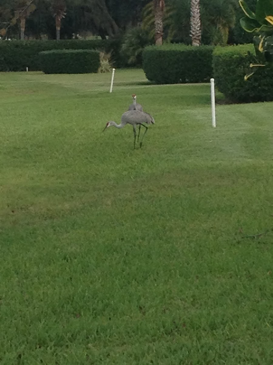 Sandhill crane