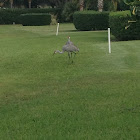 Sandhill crane