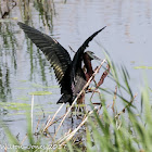 Glossy Ibis; Moríto