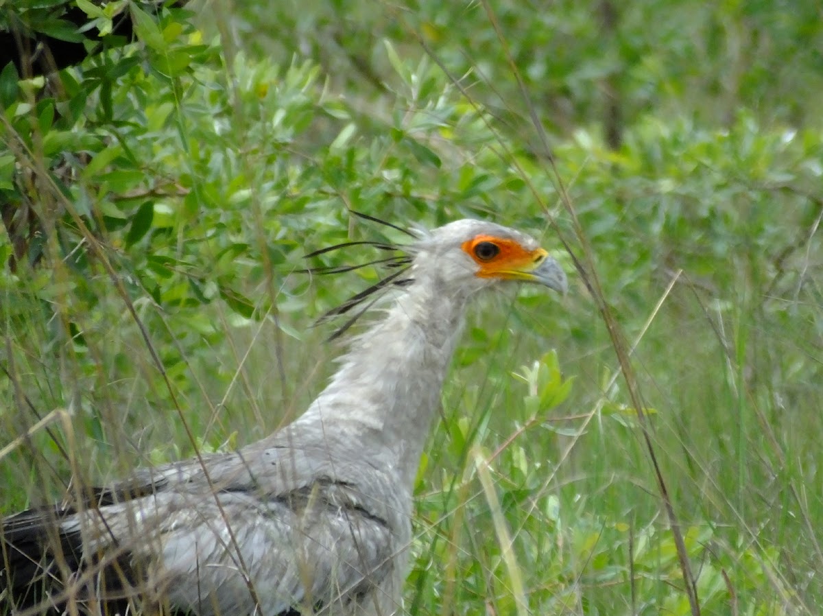 Secretary Bird