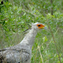 Secretary Bird