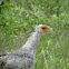 Secretary Bird