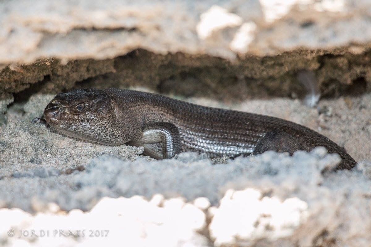 King's Skink