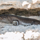 King's Skink