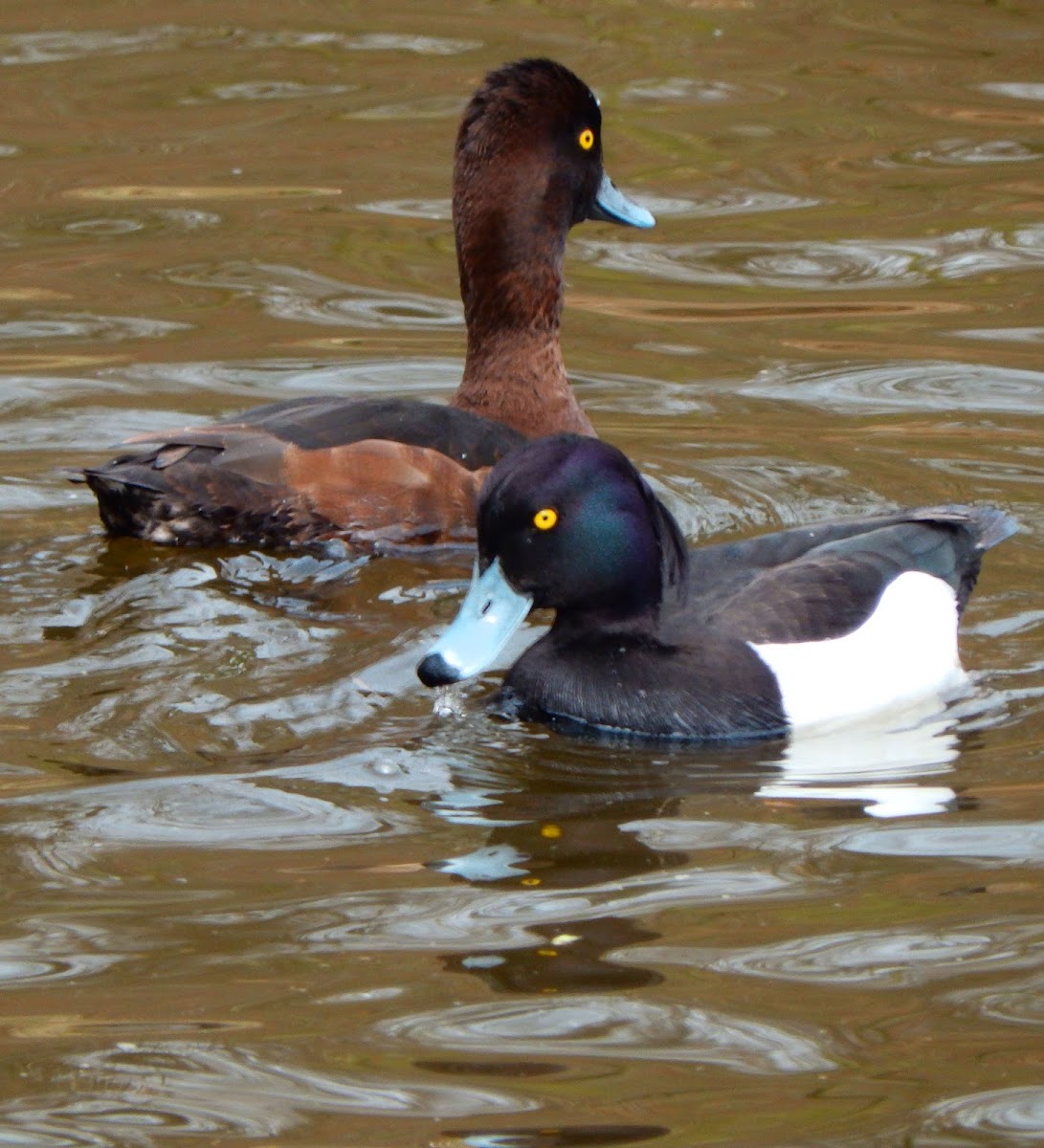 Tufted Duck