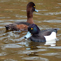 Tufted Duck