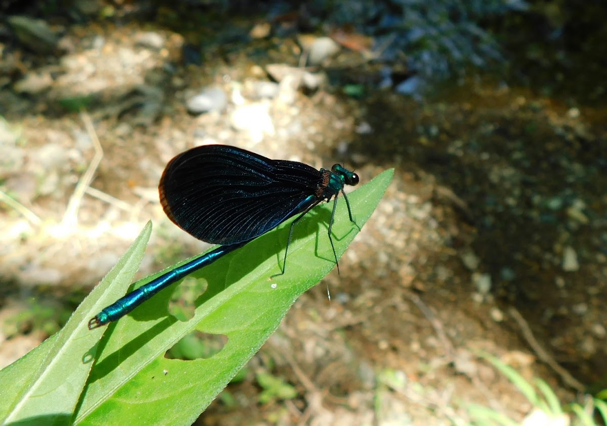 Beautiful Demoiselle