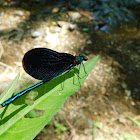 Beautiful Demoiselle