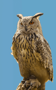 Sweet Owl Live Wallpaper(圖6)-速報App