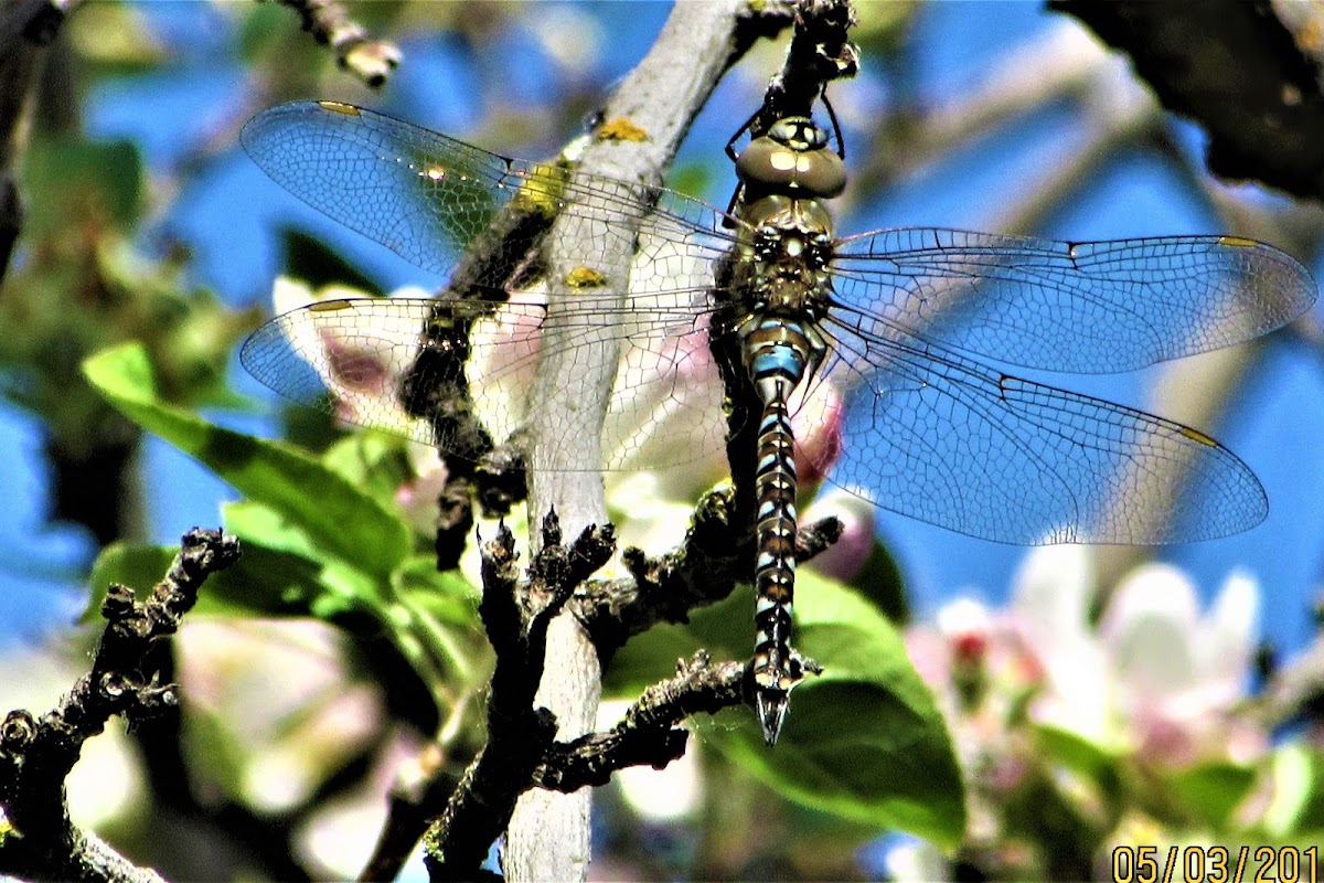 California Darner