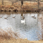 Canada Goose