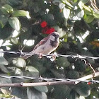 Gorrión Doméstico/ House Sparrow