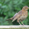 Blackbird (female and male)