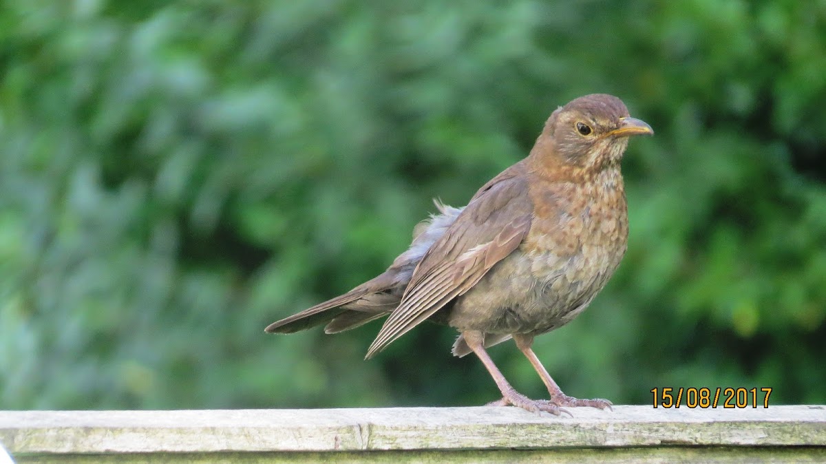 Blackbird (female and male)