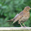 Blackbird (female and male)