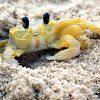 Atlantic Ghost Crab