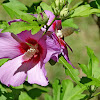 Rose of Sharon