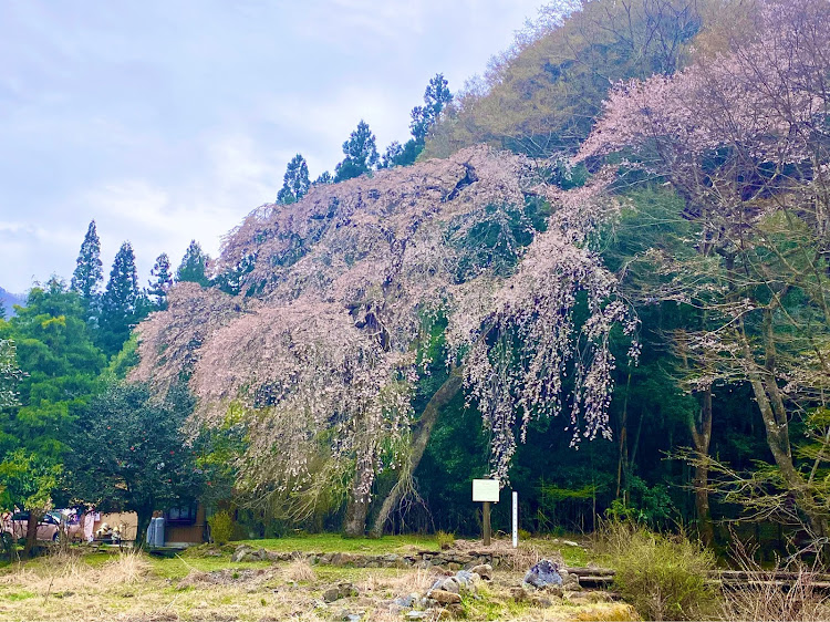 WRX STIの車検仕様・桜　また来年・ニャンチュ〜ンに関するカスタム事例の投稿画像6枚目