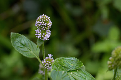 Mentha aquatica