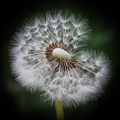 Fiore di boomerang