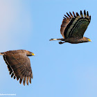 Philippine serpent eagle